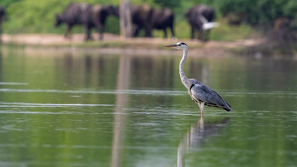 Grey Heron